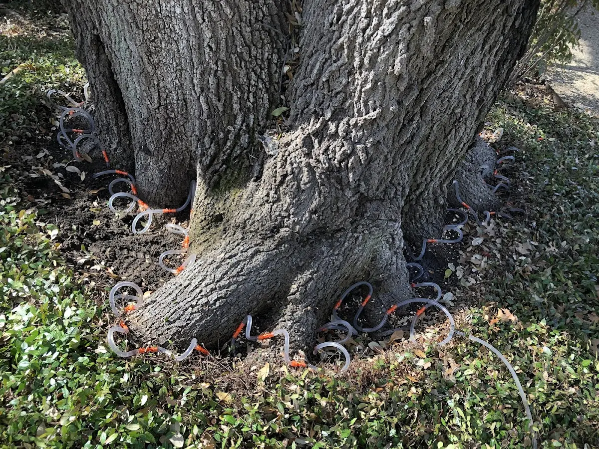Detailed Shrub and Hedge Trimming job site in Erath