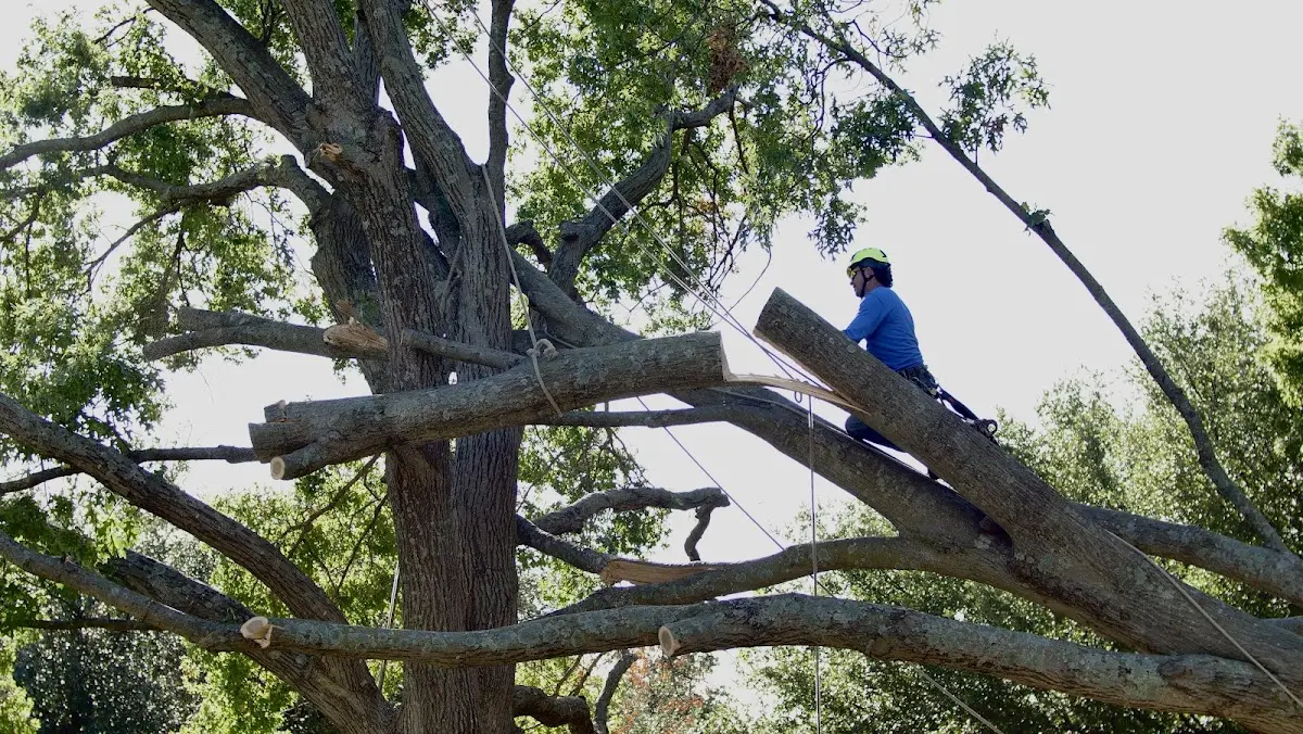Professional Hazardous Tree Removal performed by certified arborists in Erath